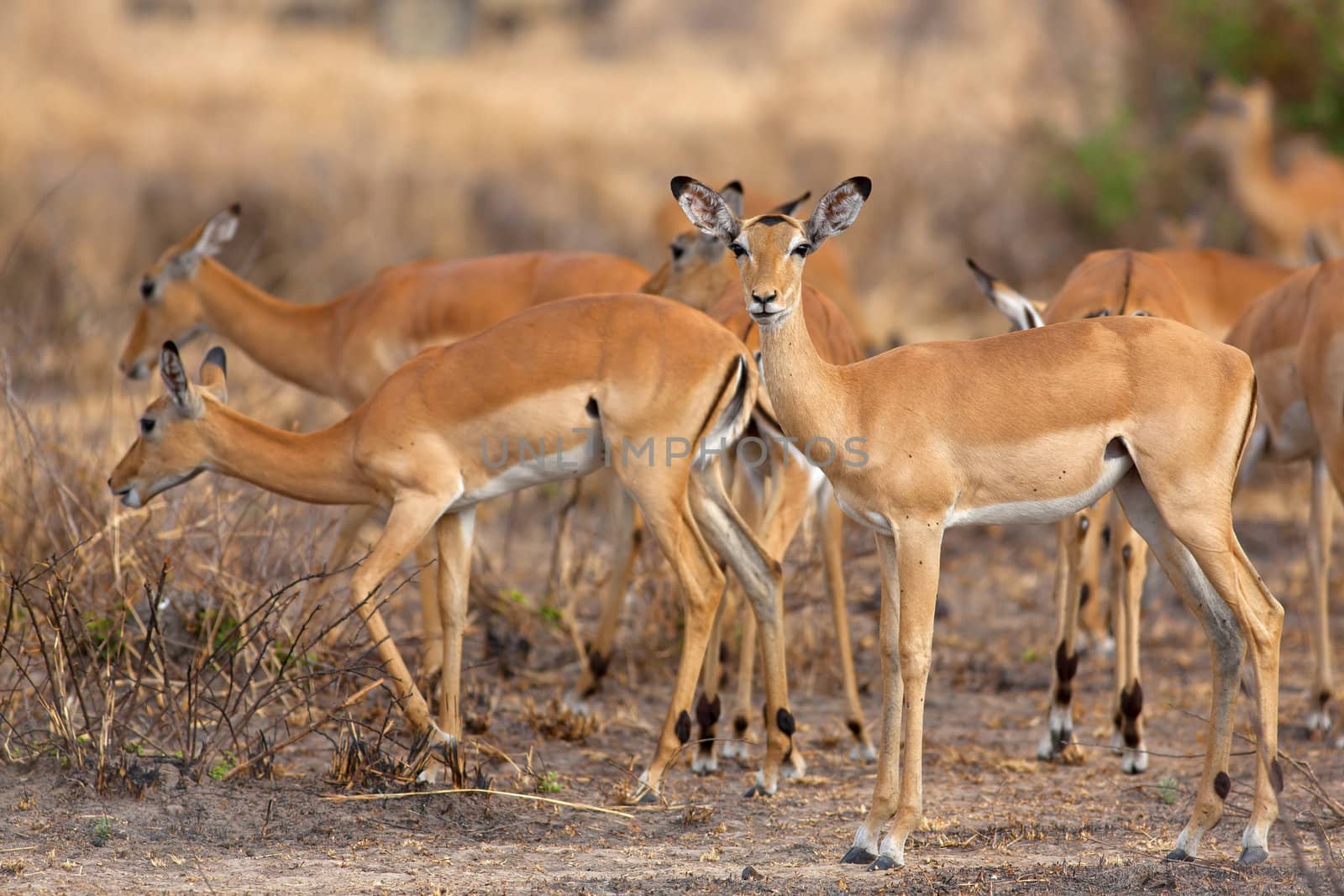 Wild Impala by kjorgen