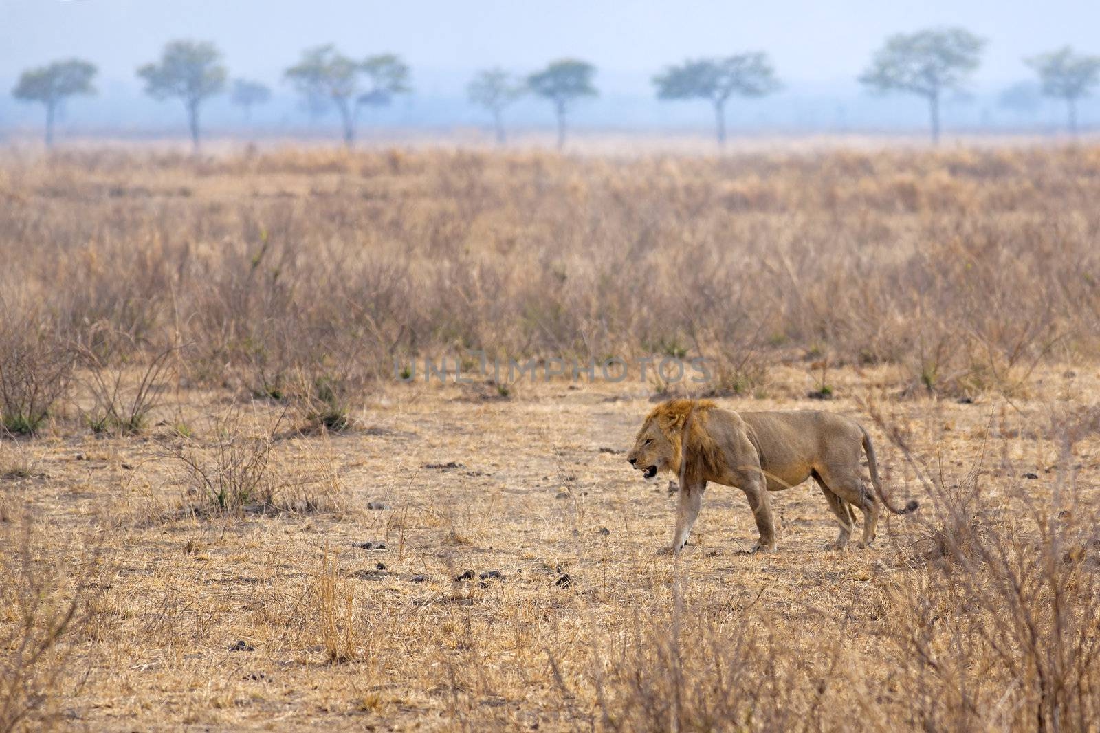 Wild lion in the African Savannah, Tanzania