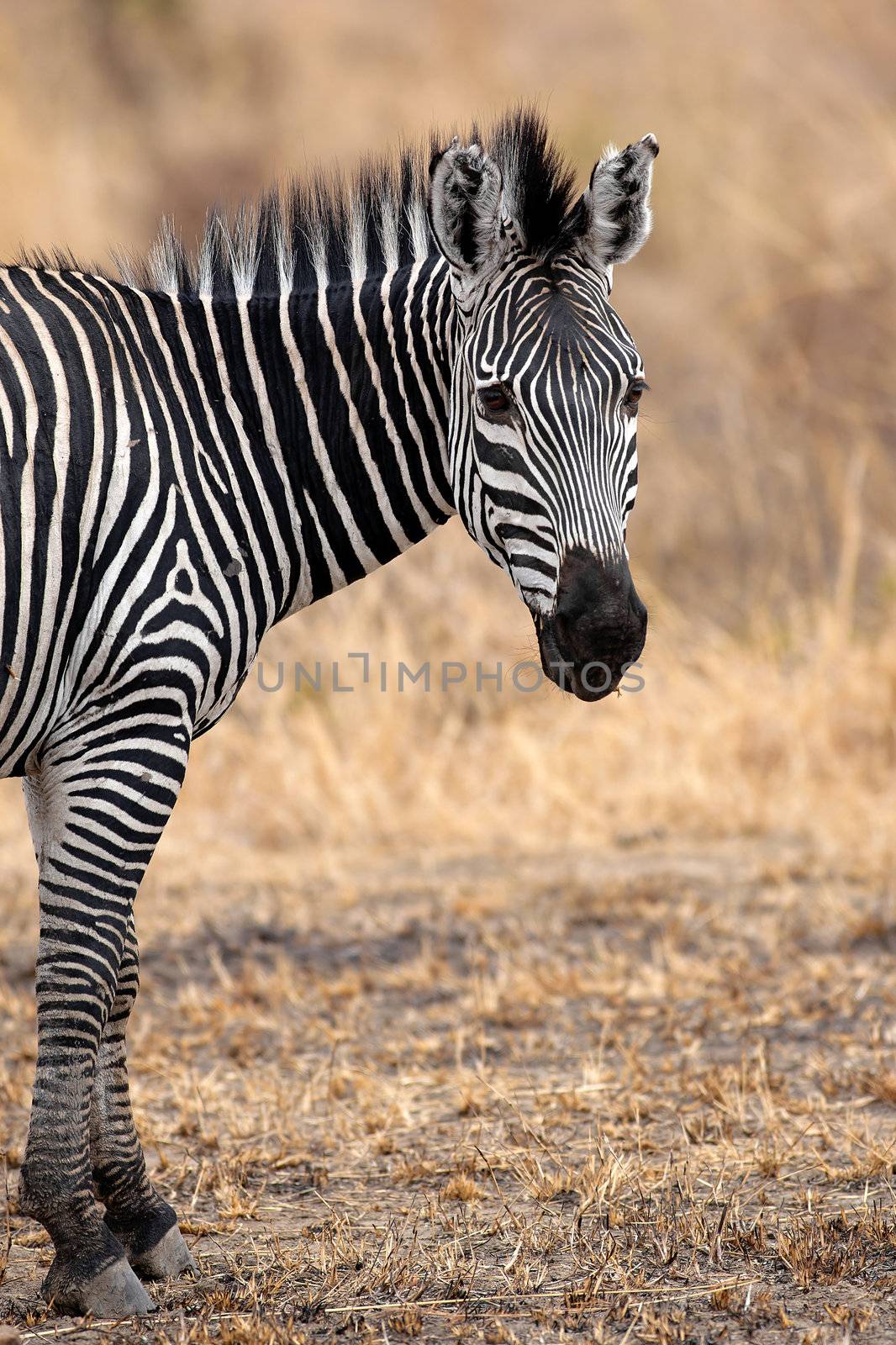 African Zebra standind in the dry savannah, Mikumi, Tanzania