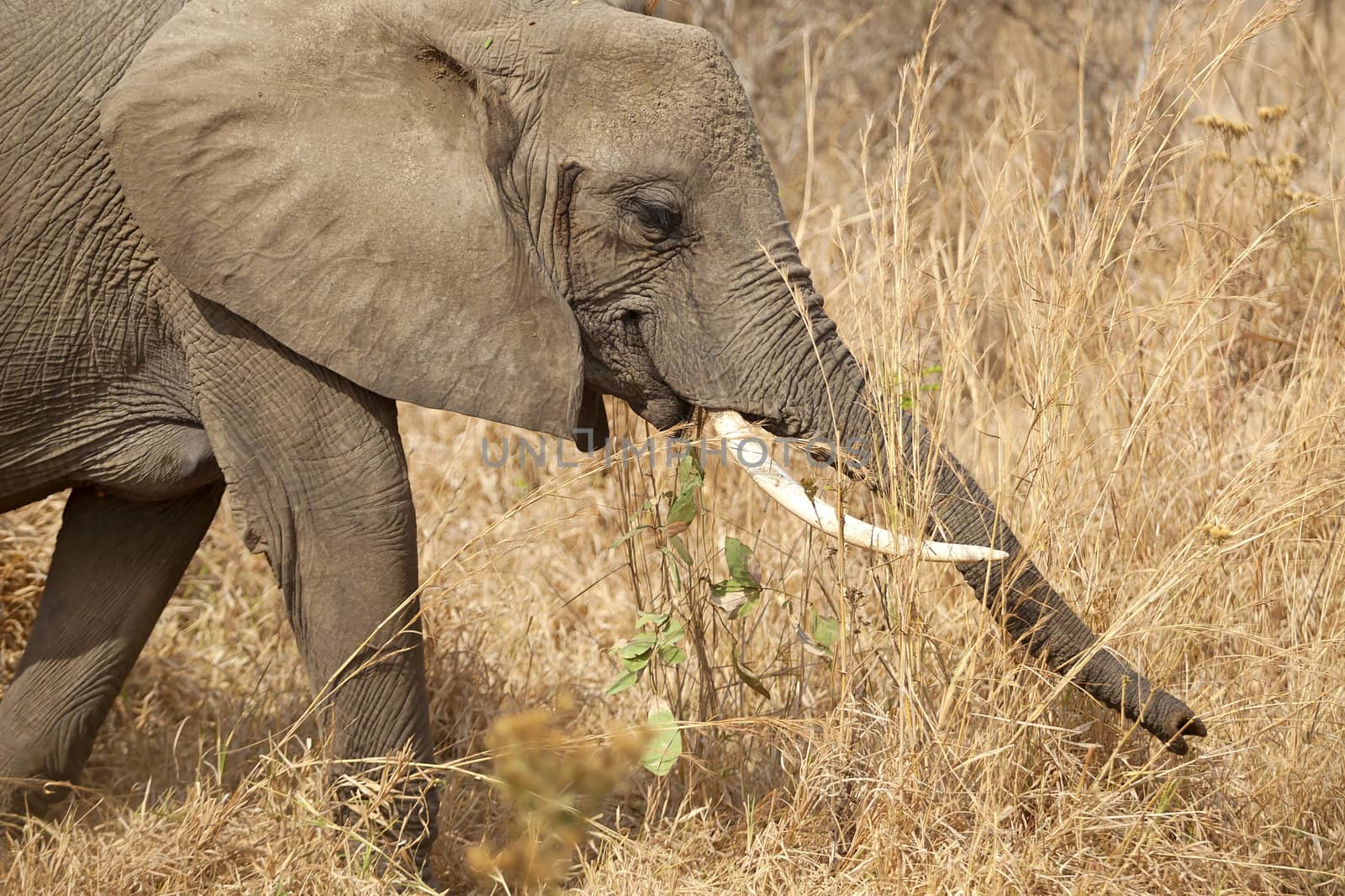 Wild Elephant in the Savannah in Mikumi, Tanzania