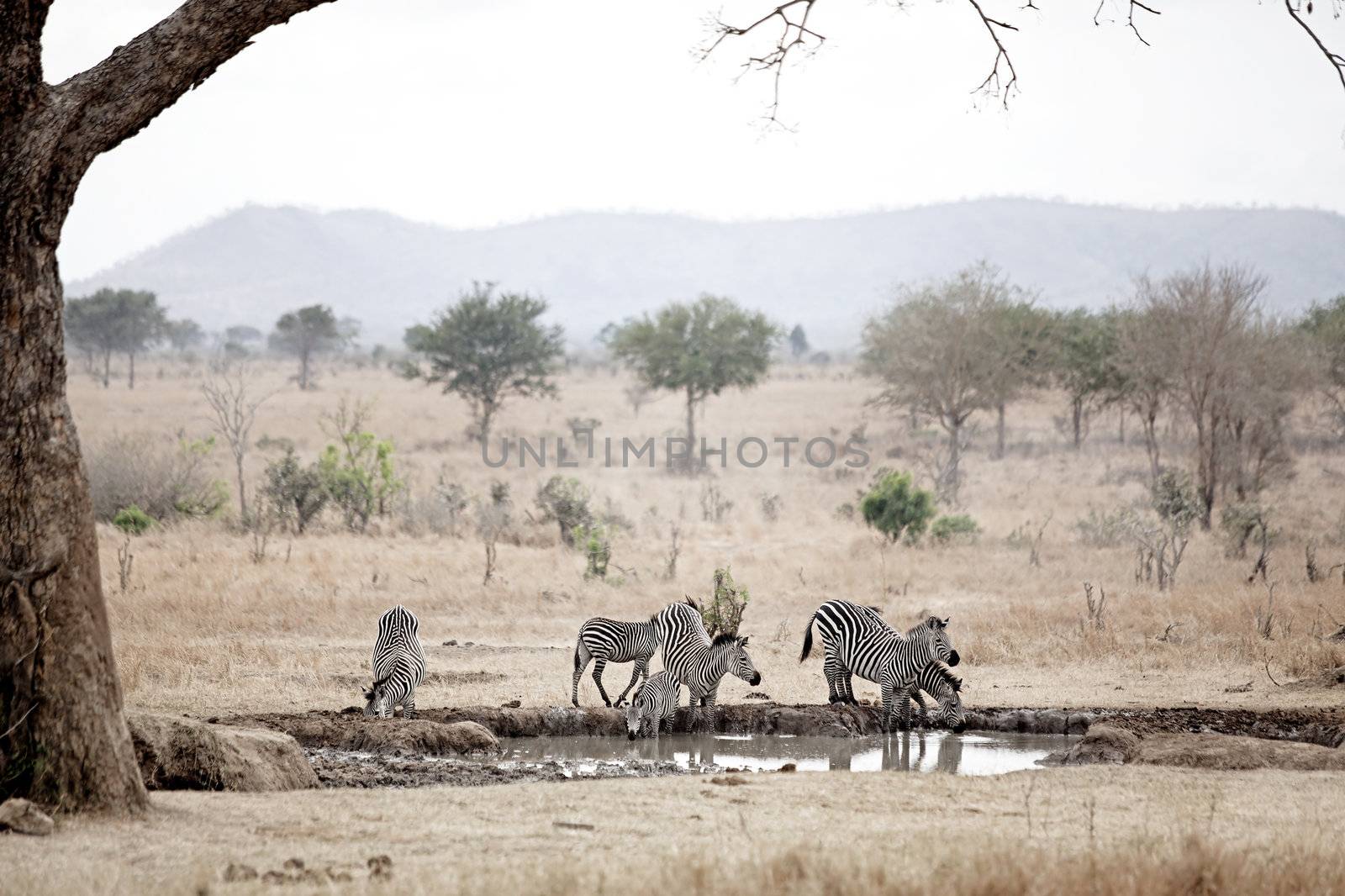 African Zebra drinking from a waterhole in the savannak