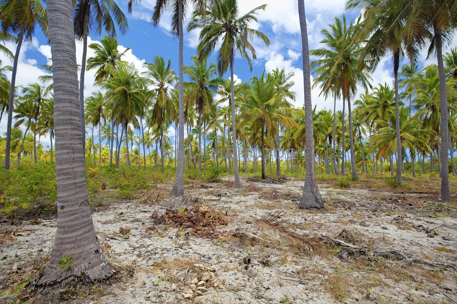 Untouched nature at Mafia Island in Tanzania