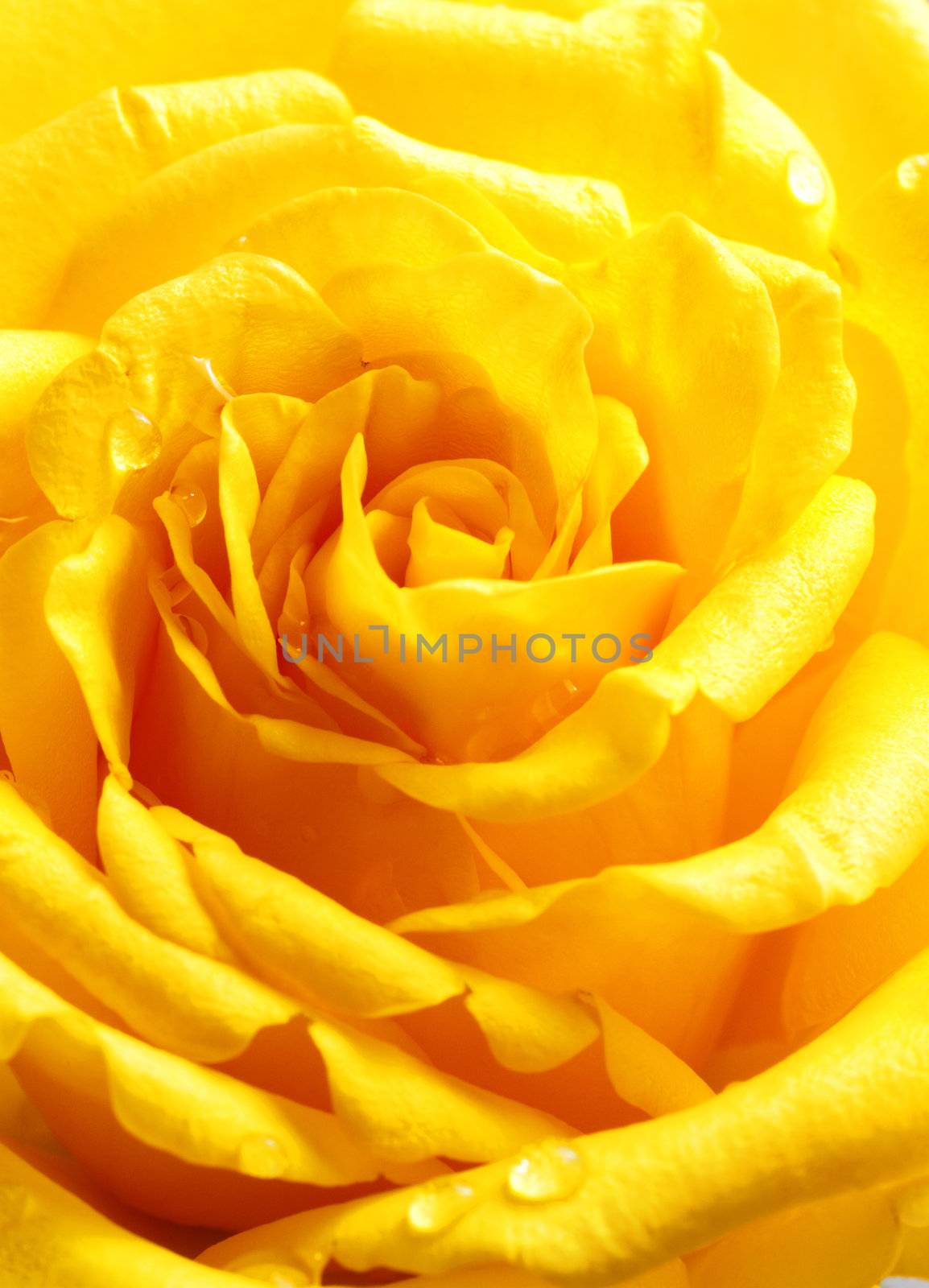 Beautiful yellow rose closeup 