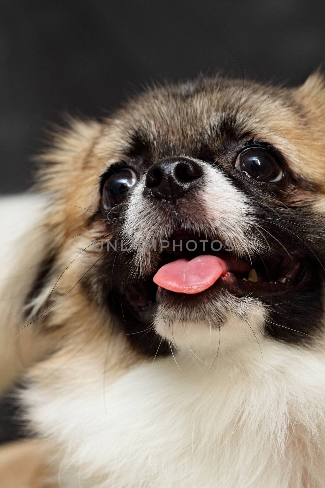 Close-up of cute dog