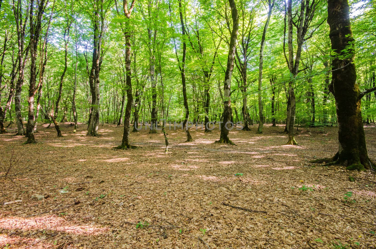 Green forest during bright summer day