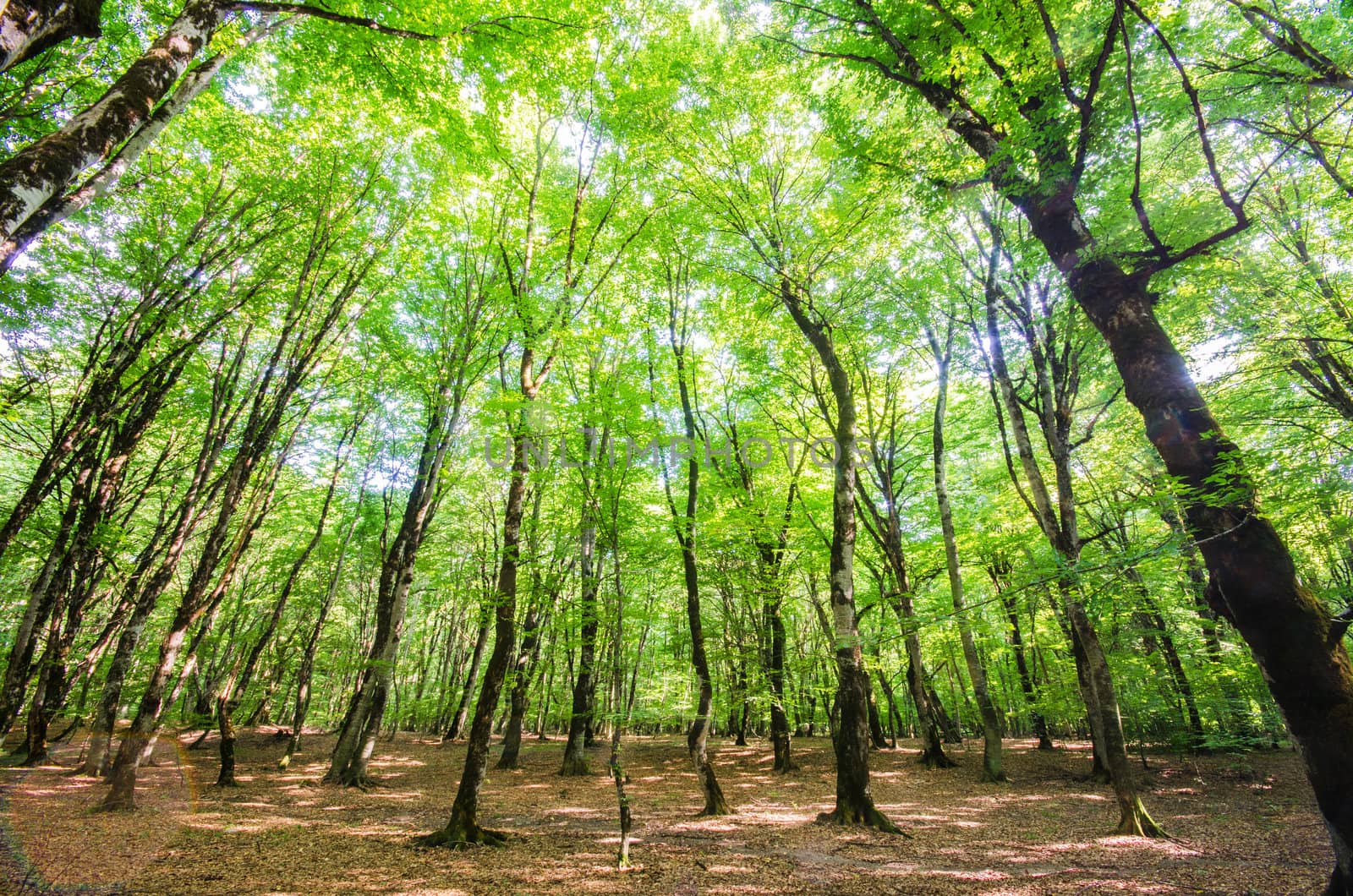 Green forest during bright summer day