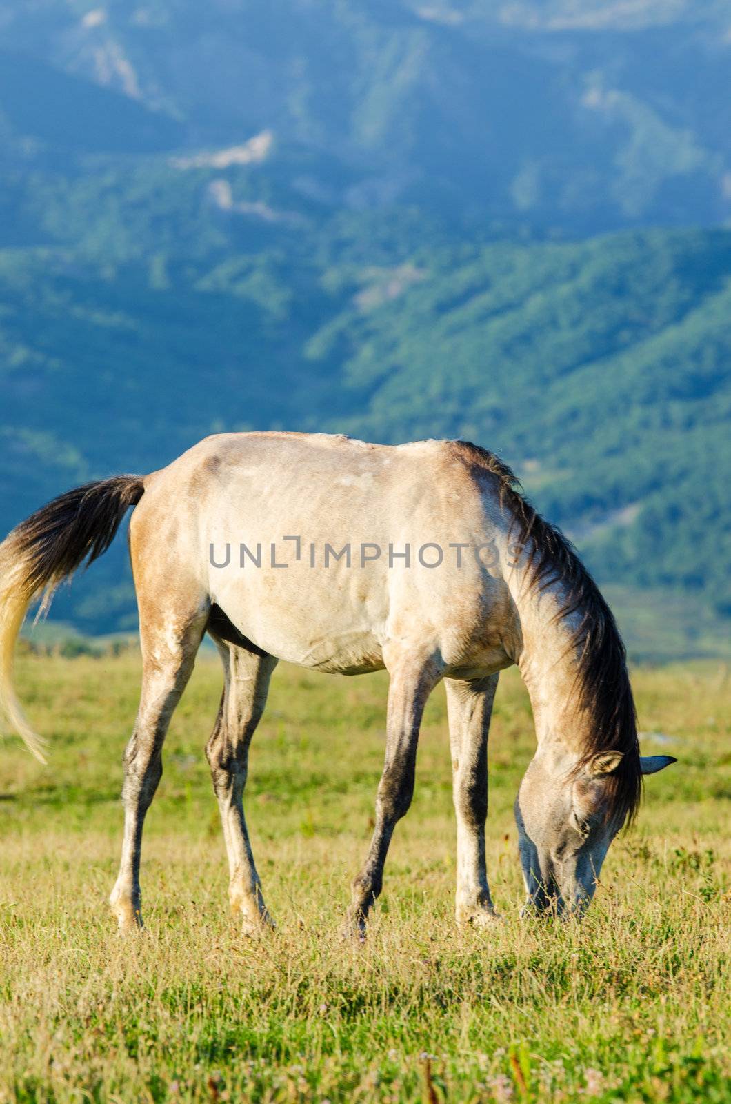 Lonely horse at the meadow