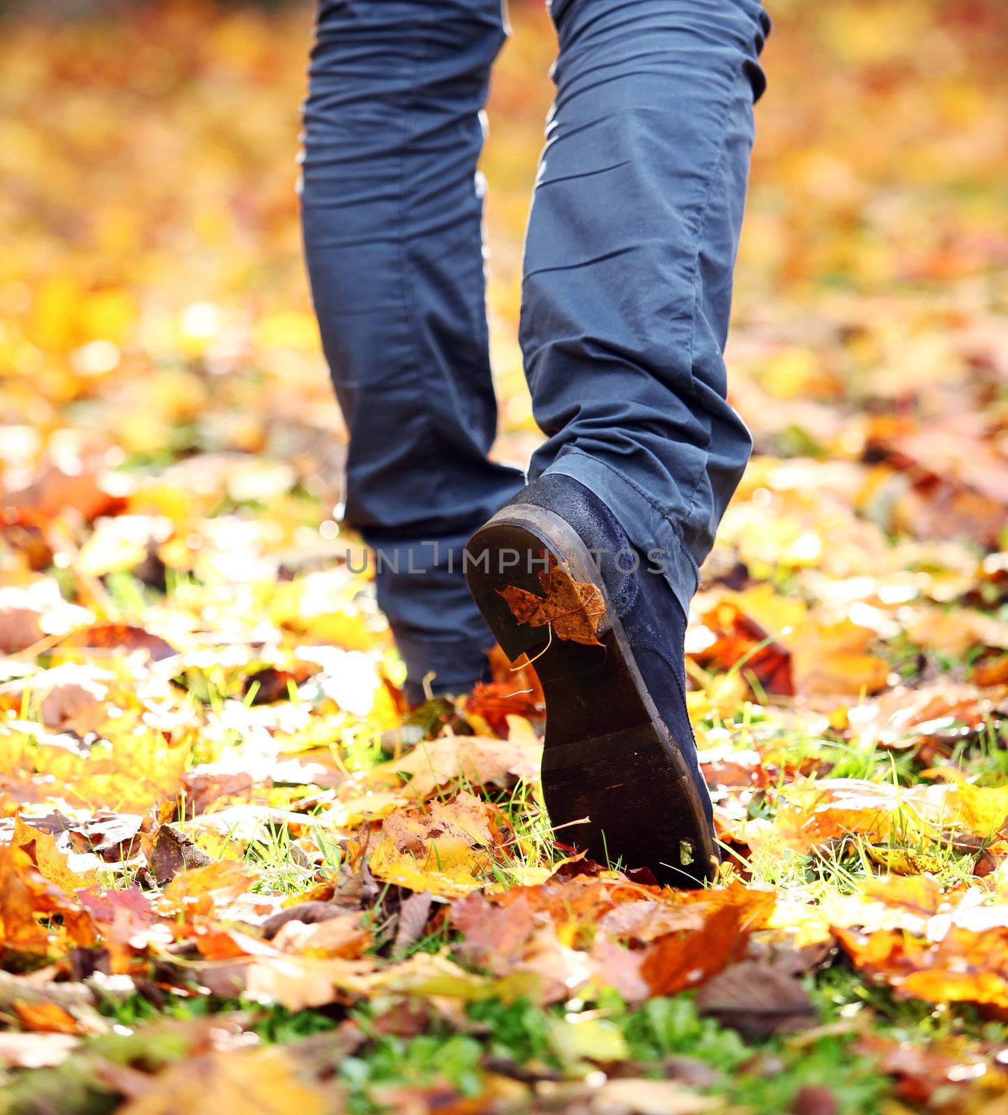 Walking through the autumn leaves, closeup