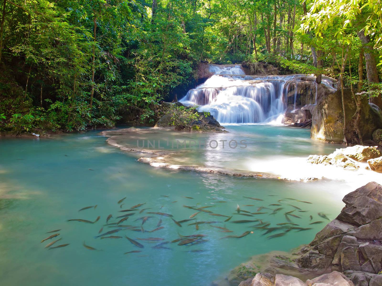 Emerald color water in tier first of Erawan waterfall with a lot of fish, Erawan National Park, Kanchanaburi, Thailand