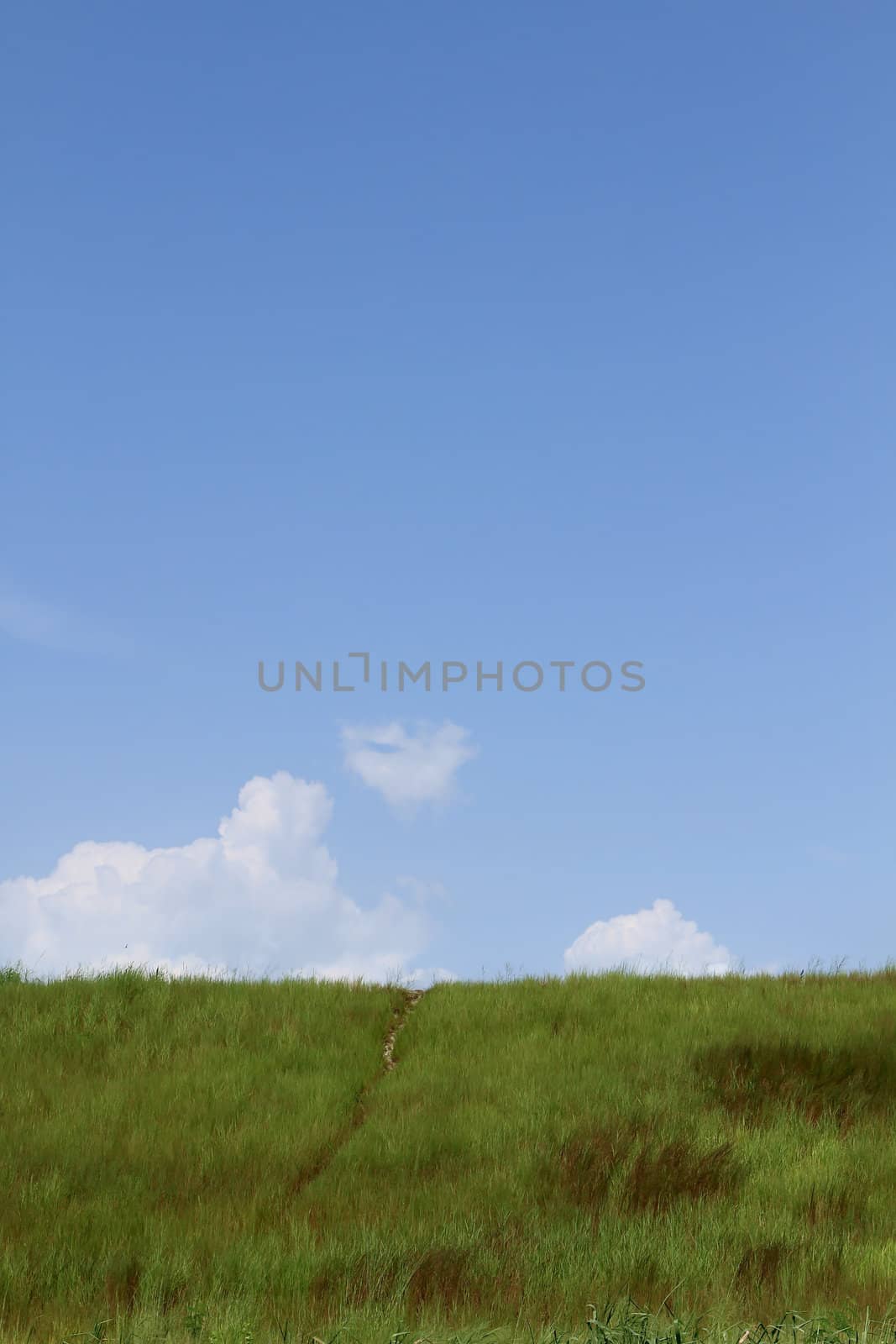 Field of green grass and sky