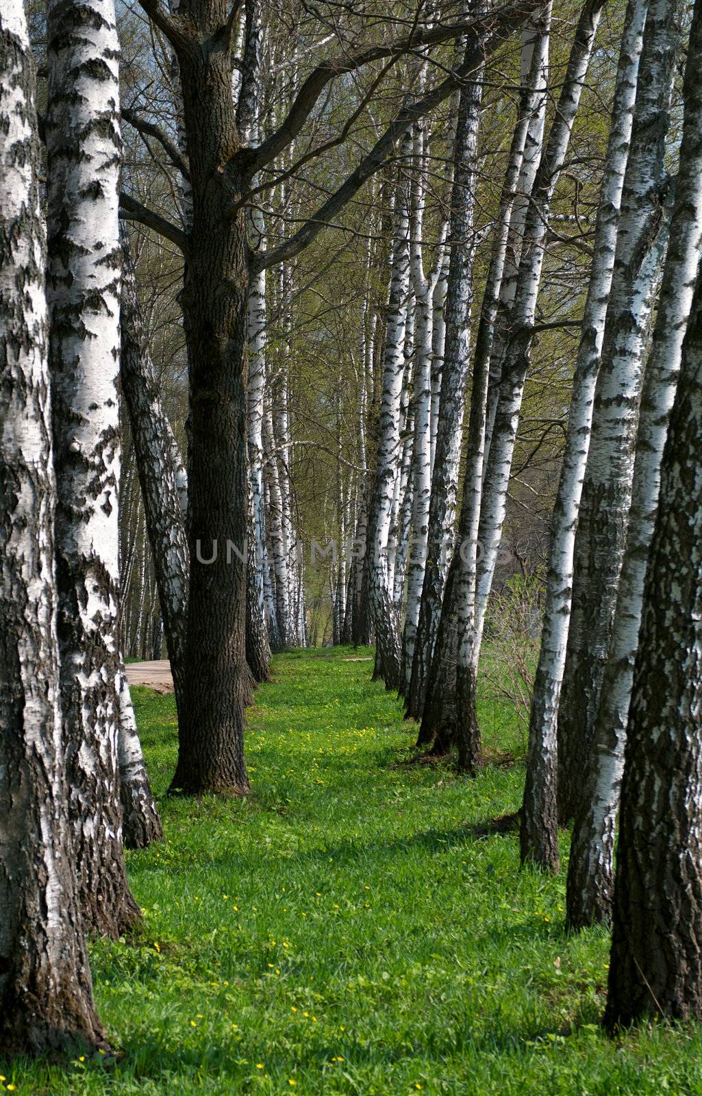 Birch Tree Alley by zhekos