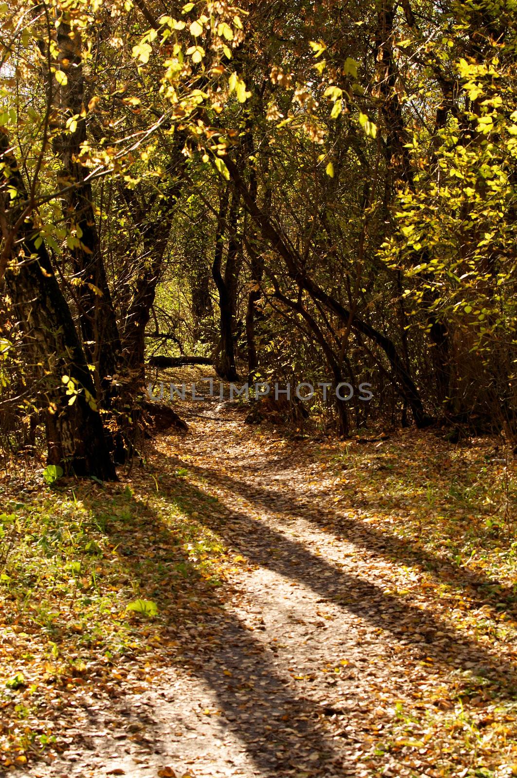 Three Trees and their Shadows on Footpath in Autumn Forest outdoors