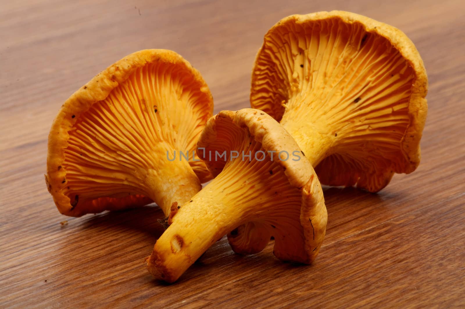 Arrangement of Three Perfect Raw Chanterelles closeup on Wooden background