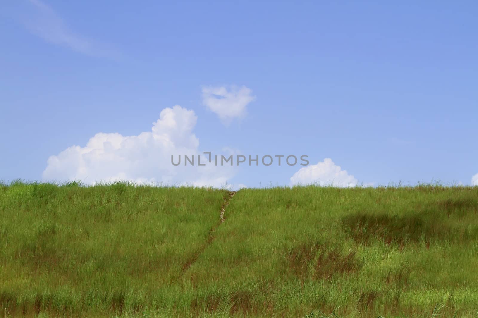 Field of green grass and sky