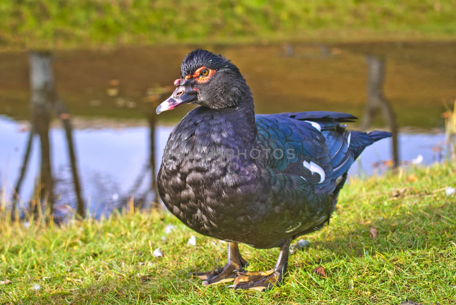 the muscovy duck (cairina moschata) is a large duck native to mexico, central, and south america. the pictures are shot at the duck pond at fredriksten fortress in halden