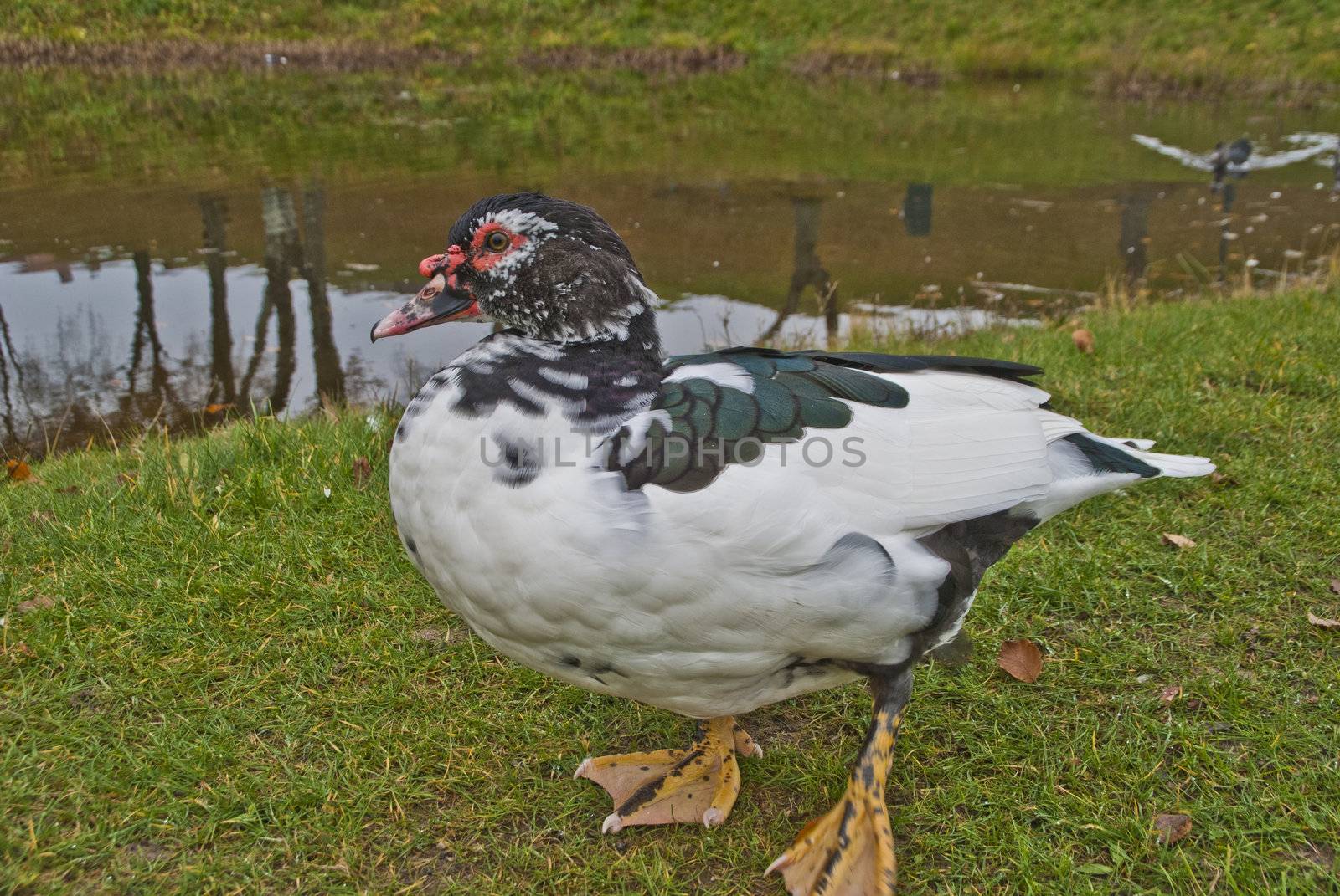 the muscovy duck (cairina moschata) is a large duck native to mexico, central, and south america. the pictures are shot at the duck pond at fredriksten fortress in halden