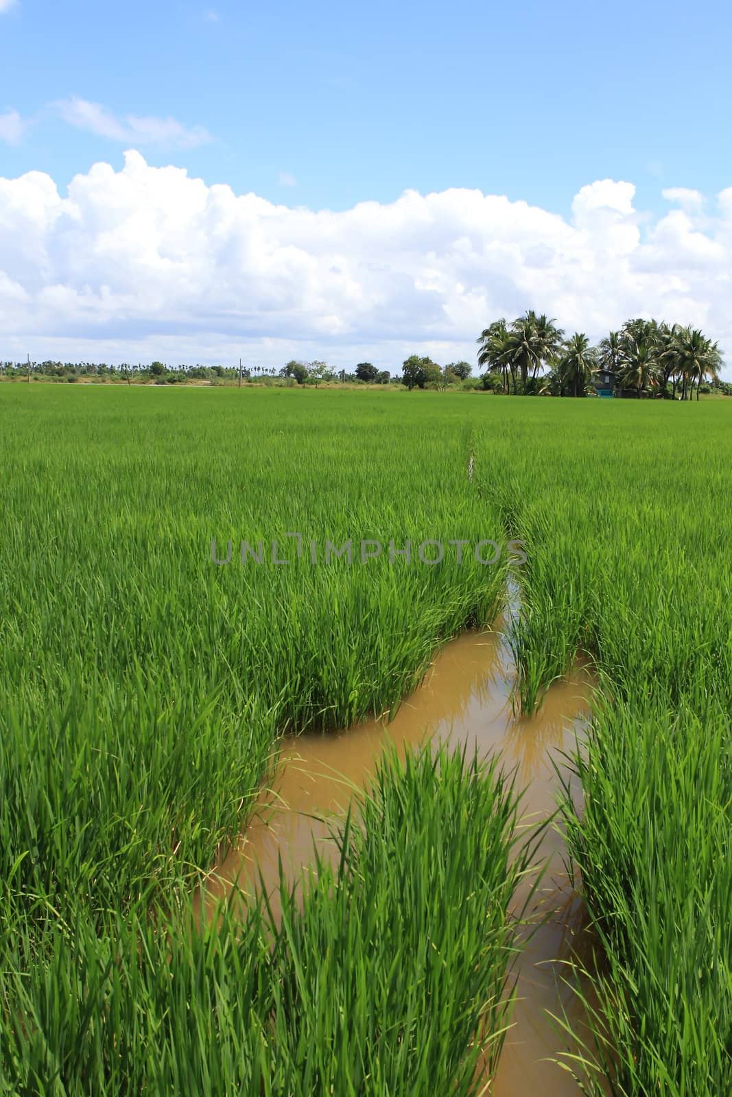 Green and golden rice field in thailand by rufous