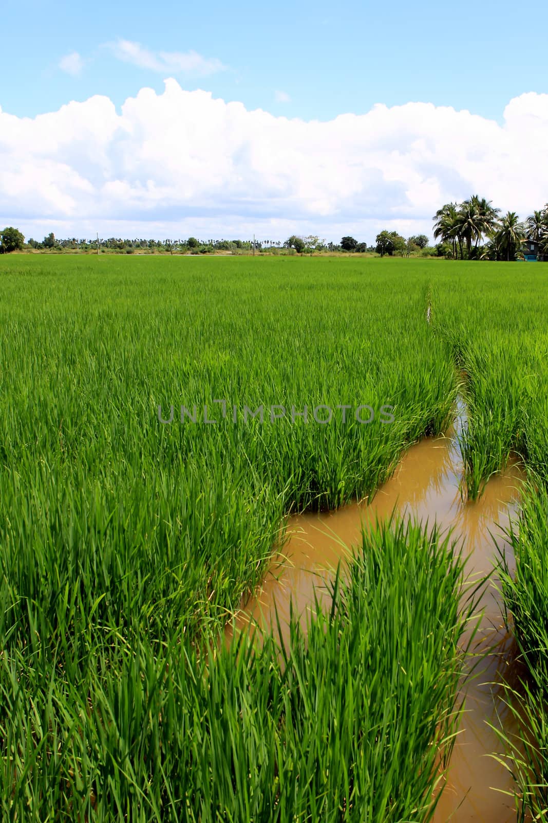 Green and golden rice field in thailand