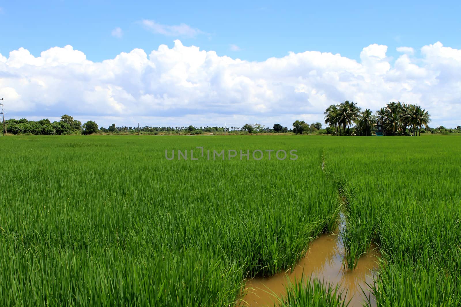 Green and golden rice field in thailand