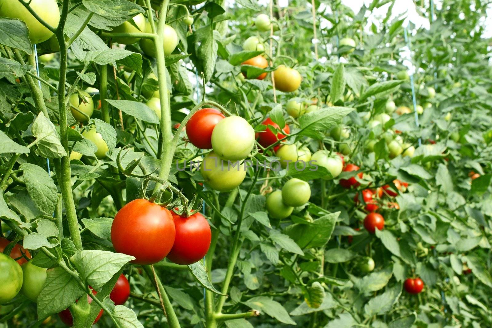 A lot of red tomatoes ripening in the greenhouse