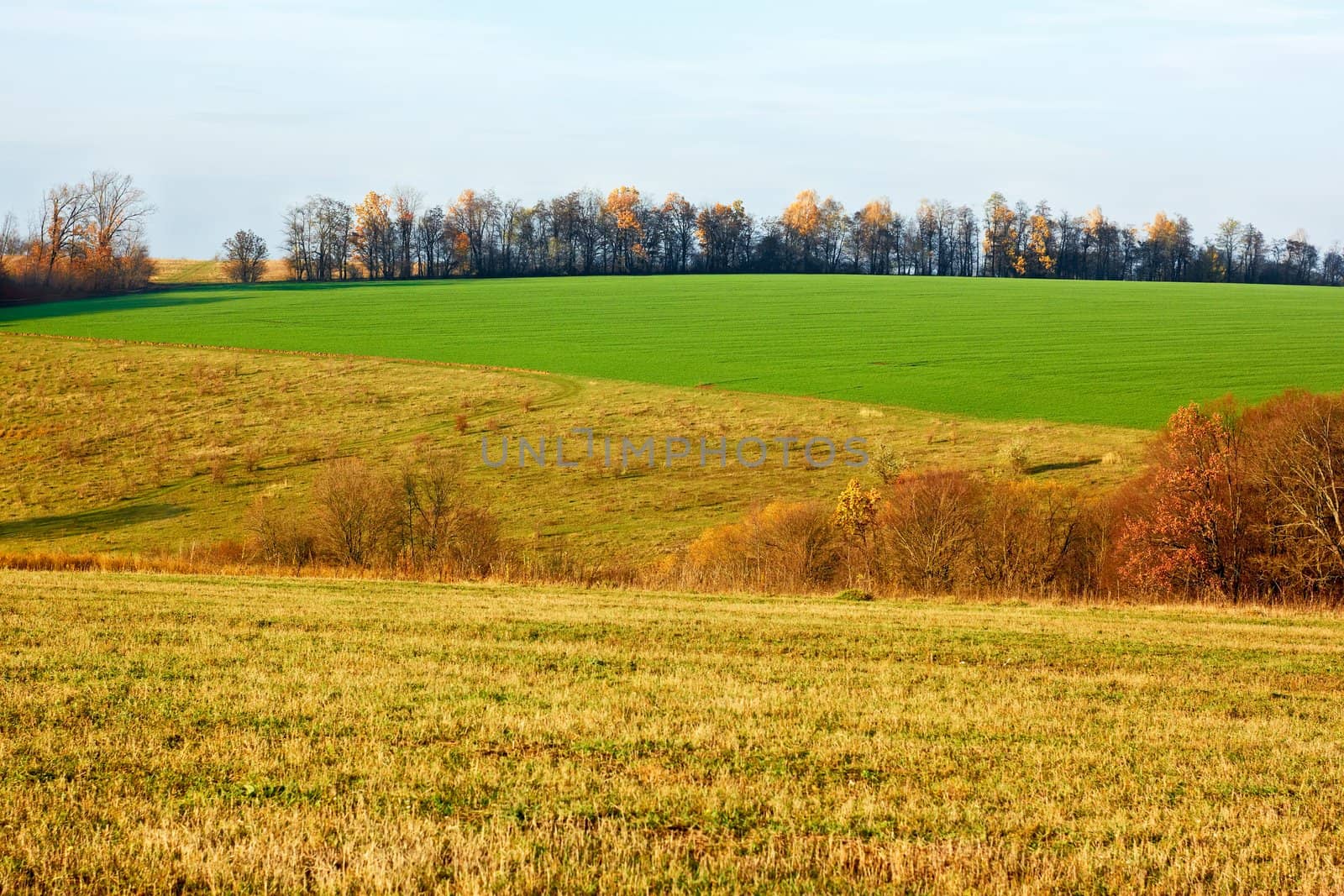 Autumn rural landscape. Meadows and sown cereals green field in setting sun beams