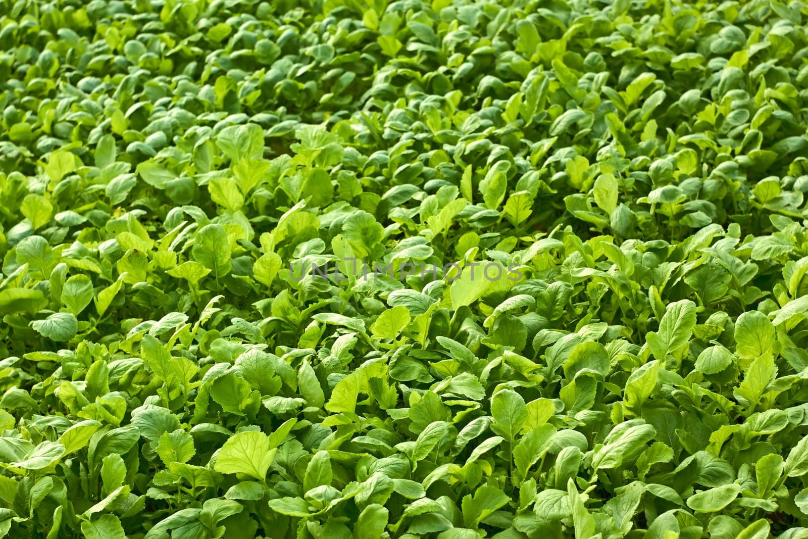 Many radishes plants are growing in the soil