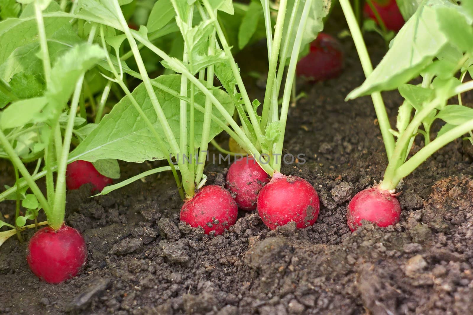 Red radishes in soil close up by qiiip