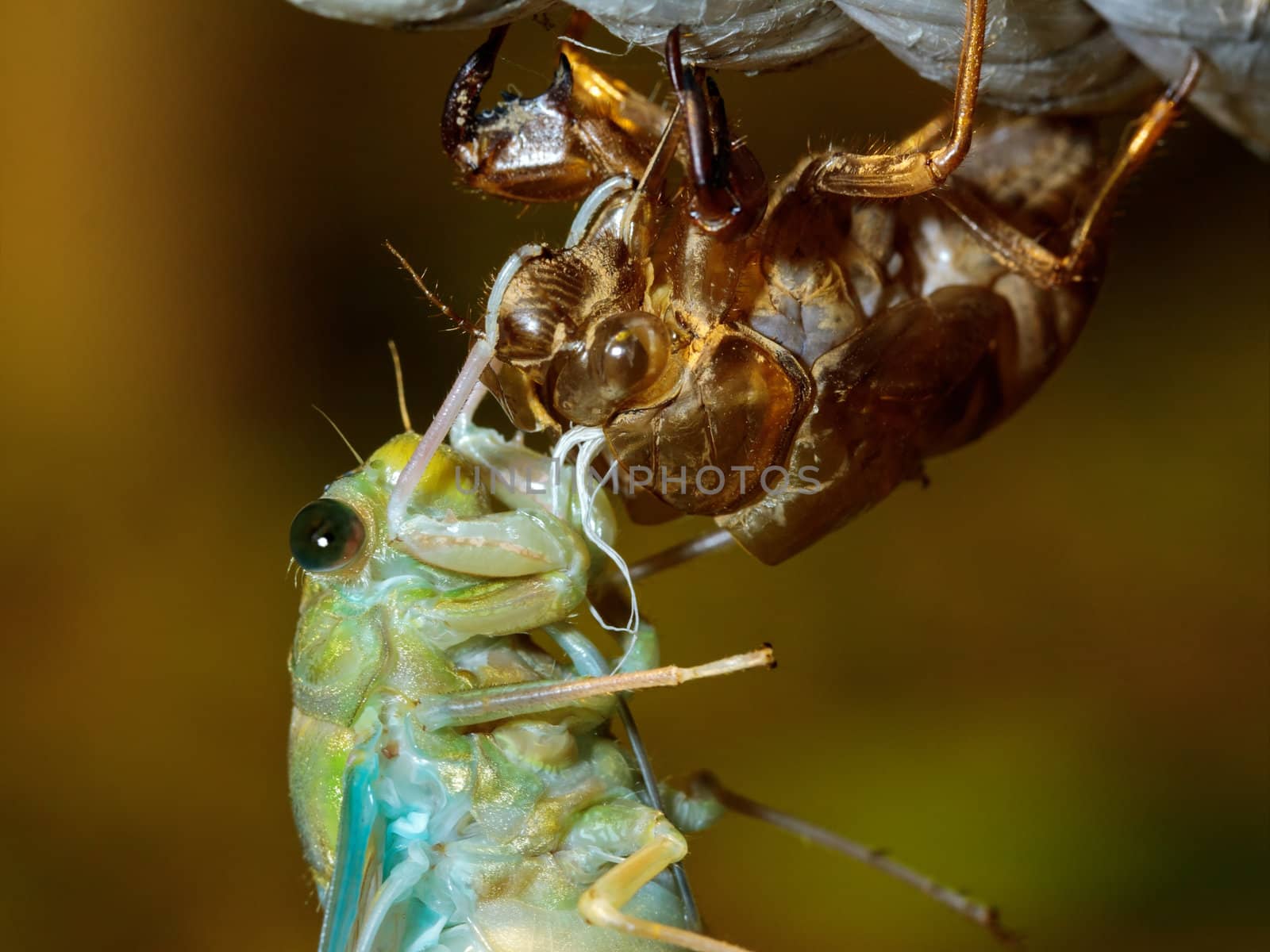 Macro image of Tibicen pruinosus cicada metamorphosis