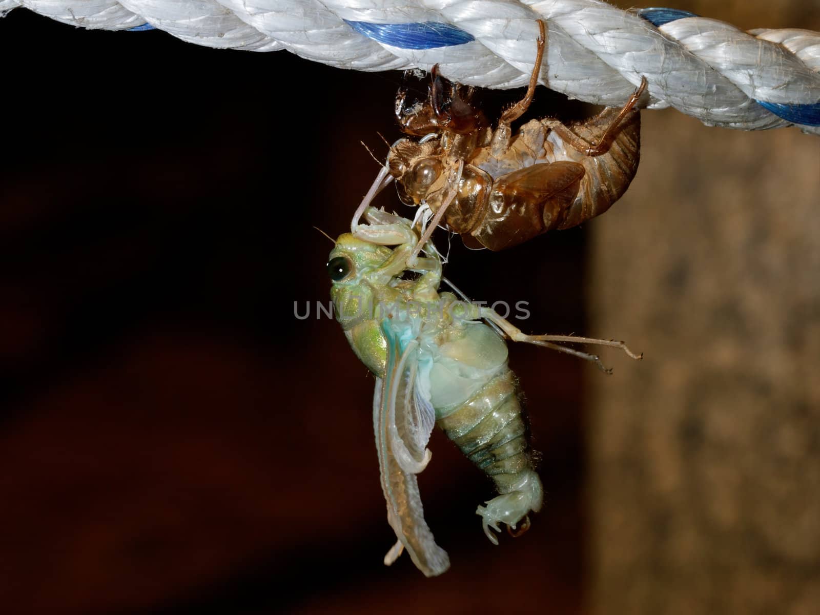 The last birth (molting Tibicen pruinosus cicada)