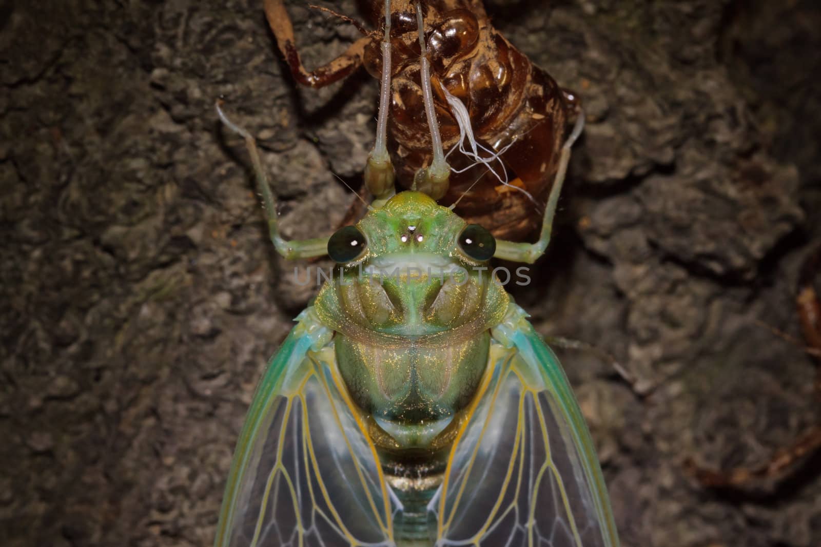 Portrait of Tibicen pruinosus cicada by dsmsoft