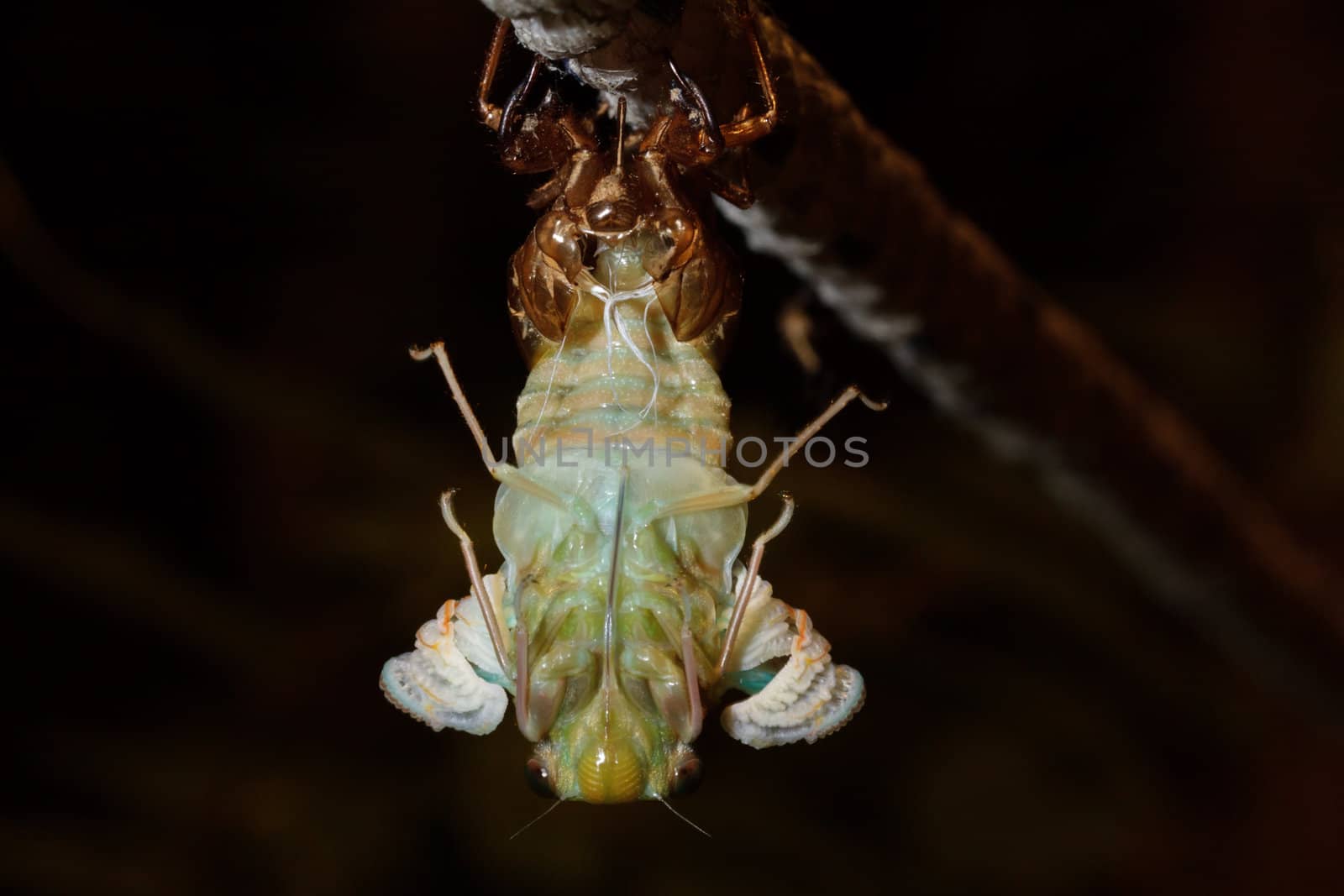 The last birth (closeup of molting Tibicen pruinosus cicada)