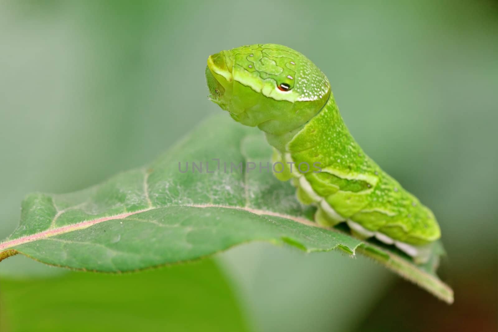 Big green caterpillar (Papilio dehaanii) on a leaf by dsmsoft