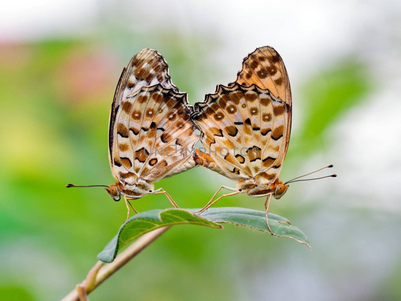 Mating butterflies (Polygonia c-aureum) on blurry background
