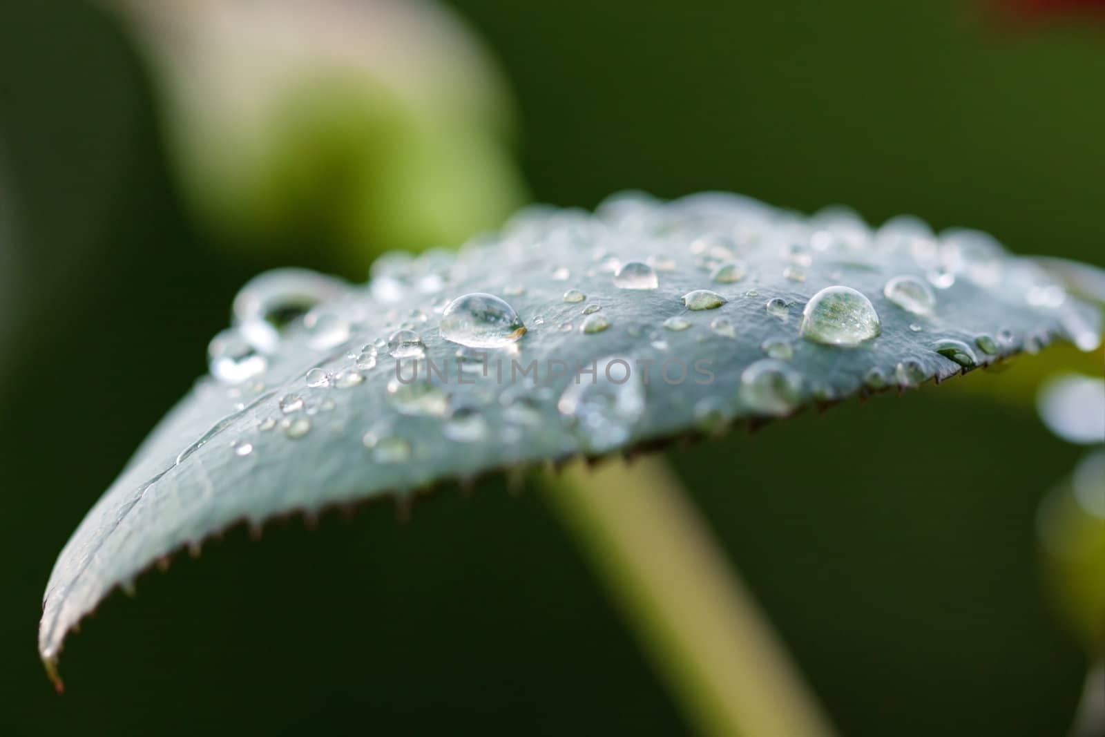 Water drops on leaf after rain  by dsmsoft