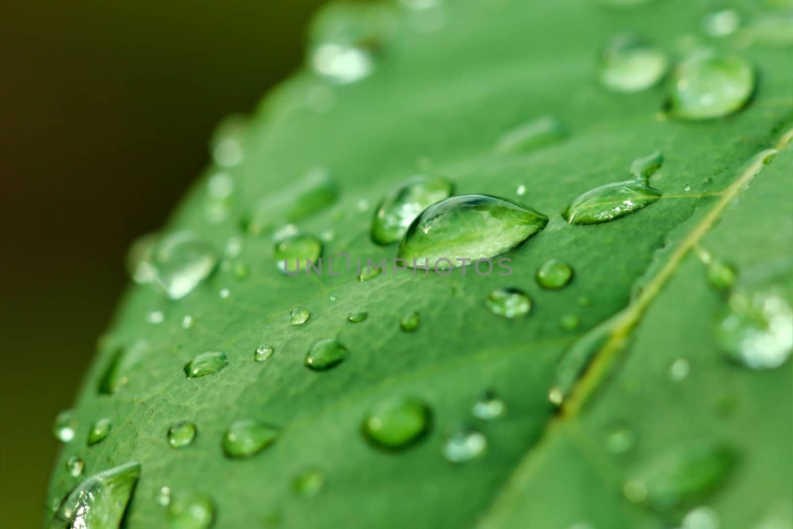 Water drops on a green leaf after rain