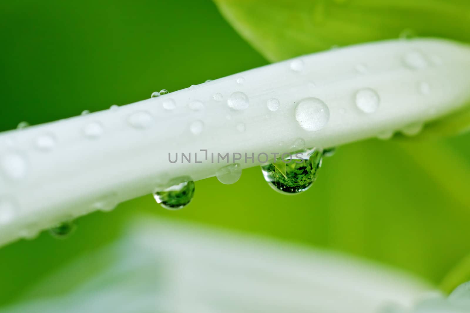 Water drops on a white flower petal after rain