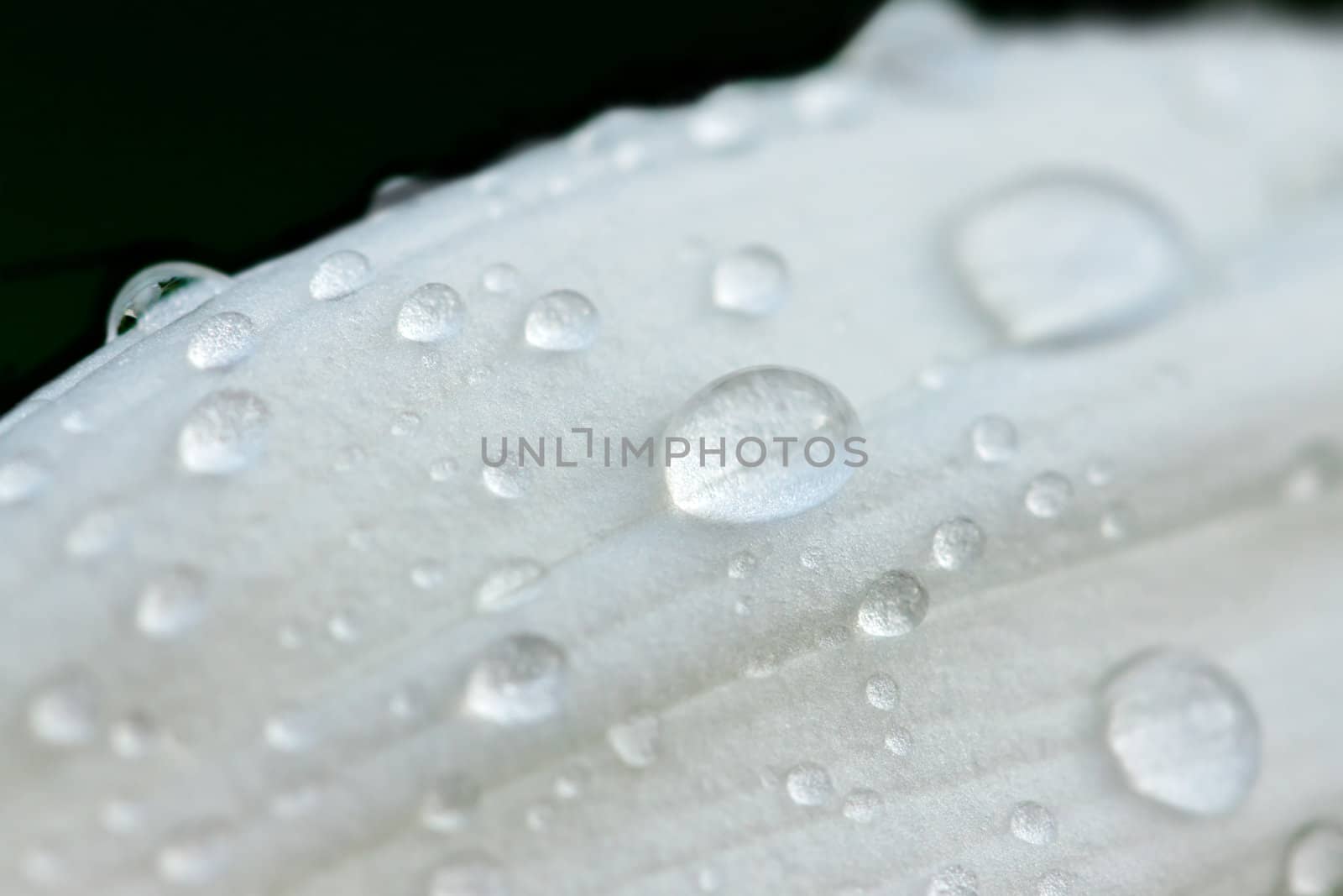 Water drops on a white petal after rain