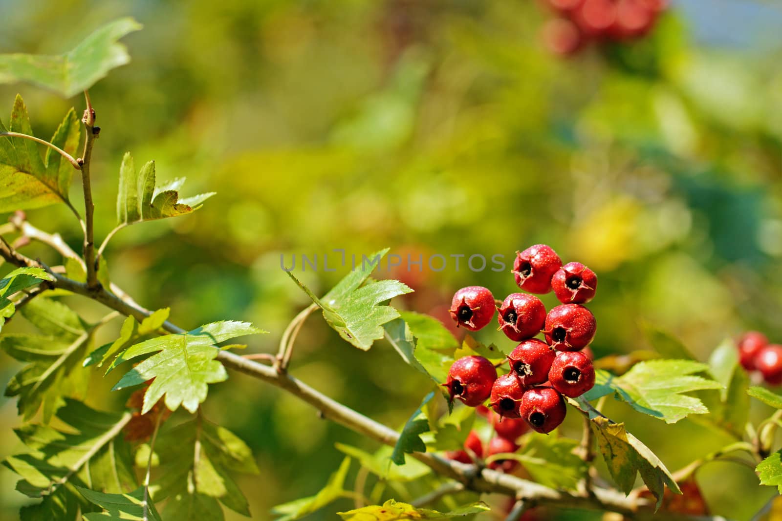 A bunch of red berries on a blurry leaves background