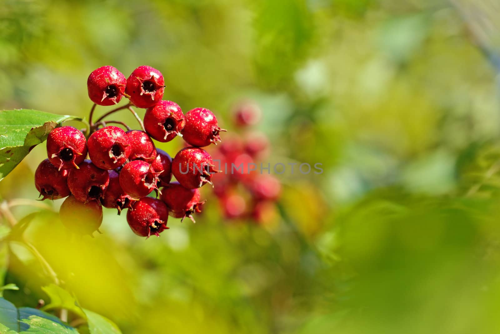 A bunch of red berries on a green blurry background by dsmsoft