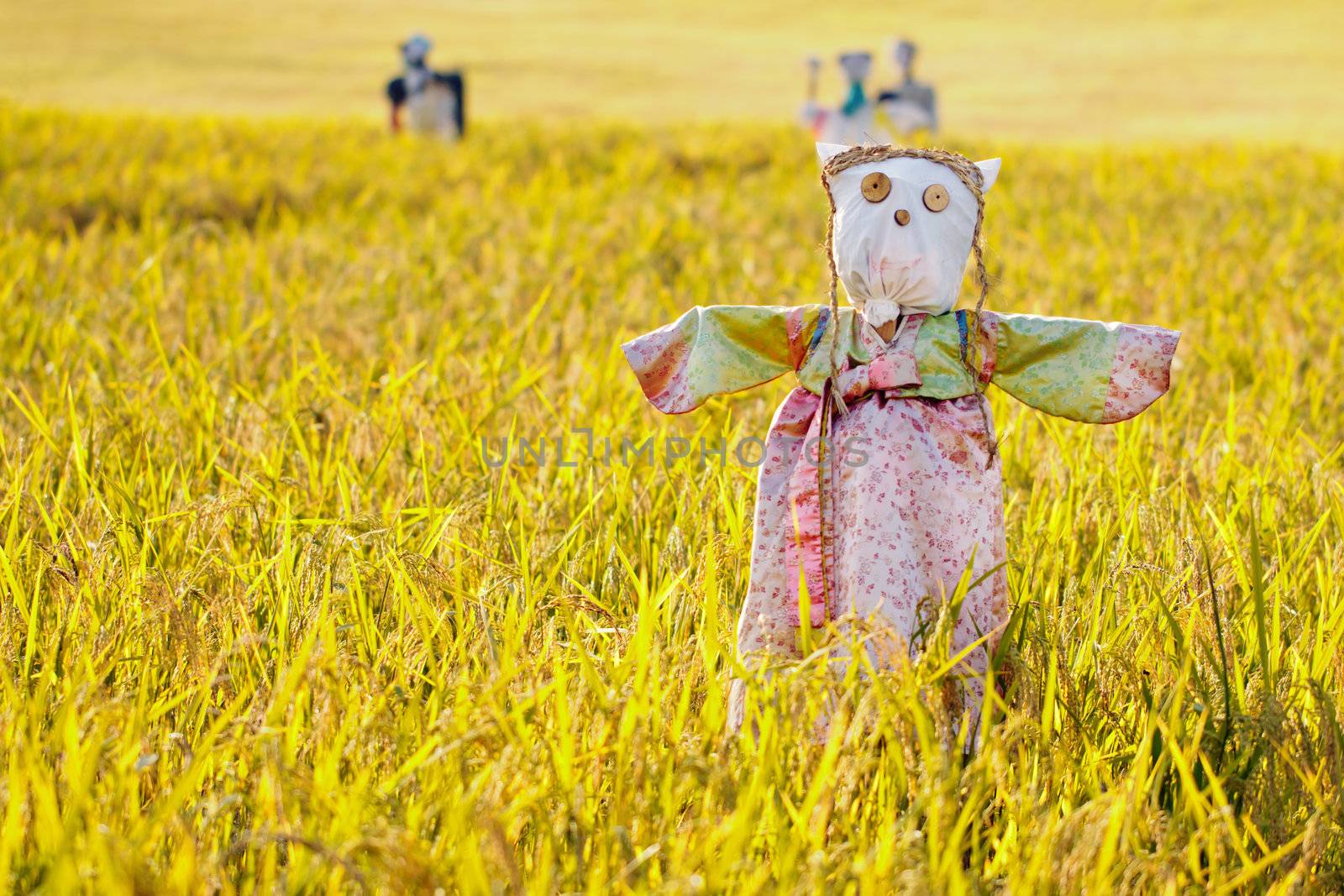 Scarecrow on the rice field during Chuseok, korean traditional holiday