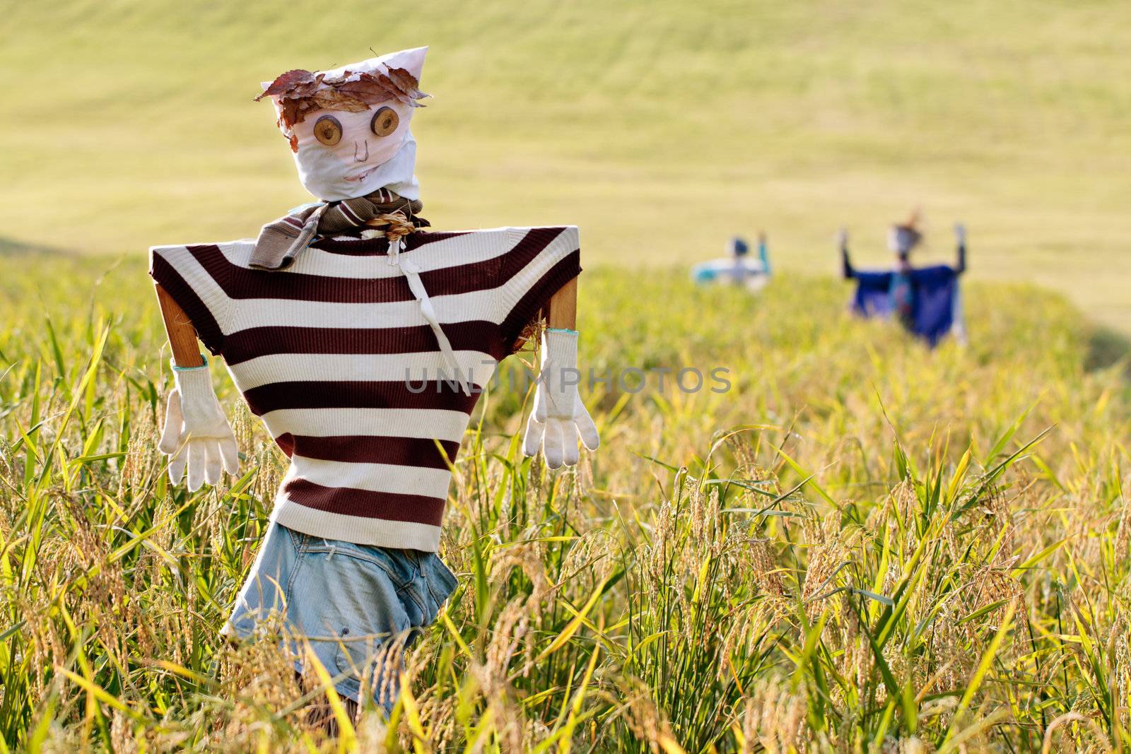 Scarecrow on the rice field during Chuseok, korean traditional holida