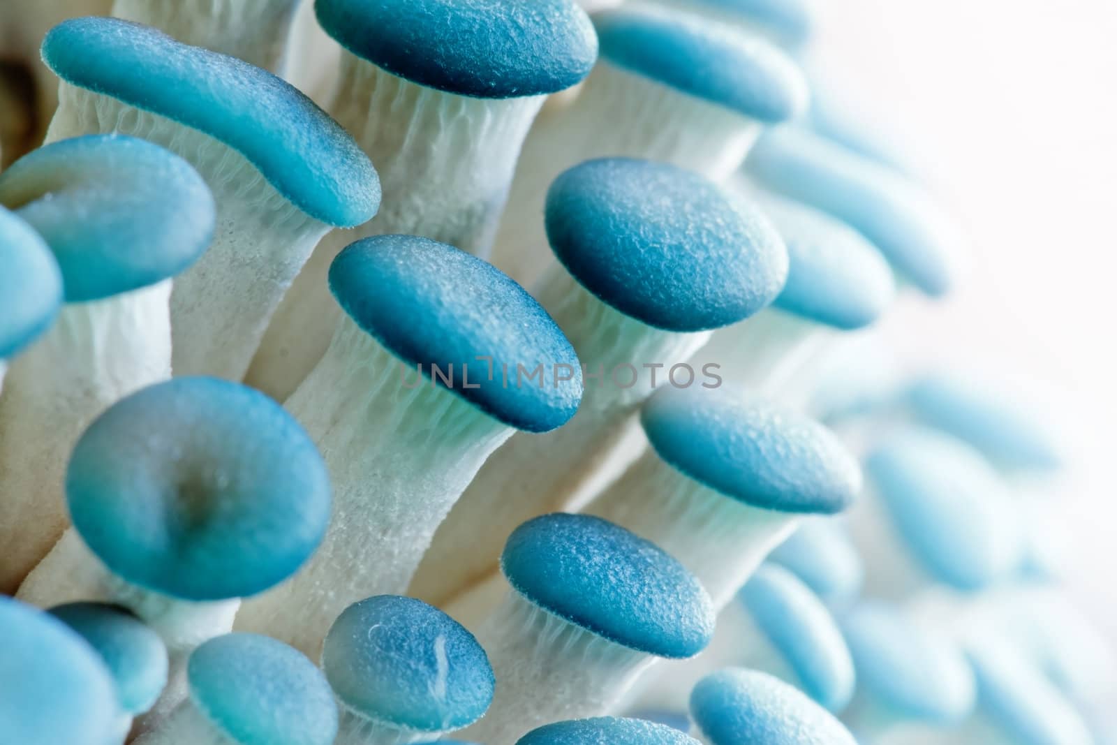 Small oyster mushrooms with blue caps