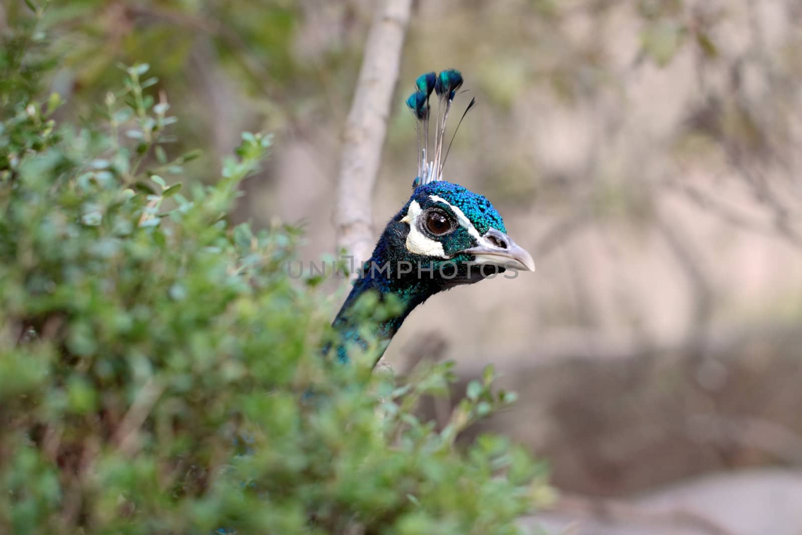 A peacock peeking from behind a bush