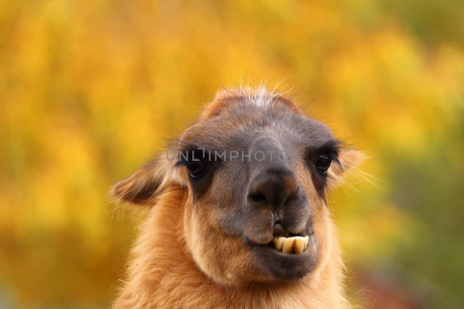 funny spitting llama portrait shoving its teeth over autumn background