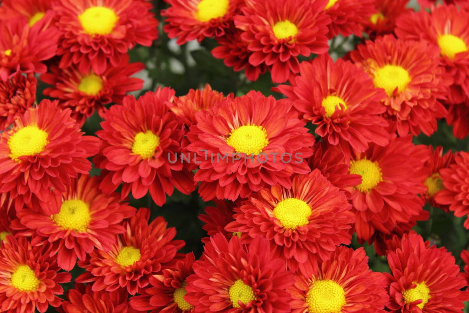red chrysanthemum bouquet by taviphoto