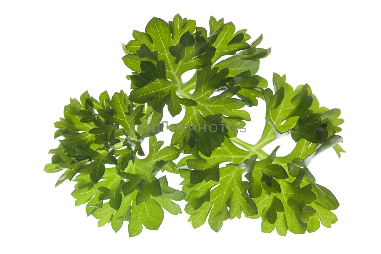 closeup of parsley on white background