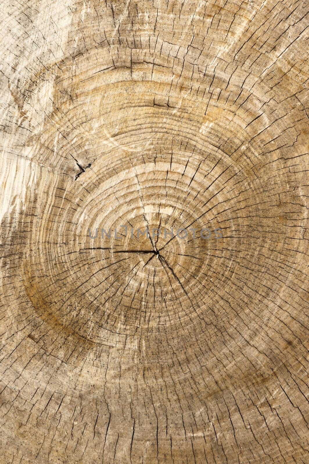 Detail of the rings of the trunk of an ash tree