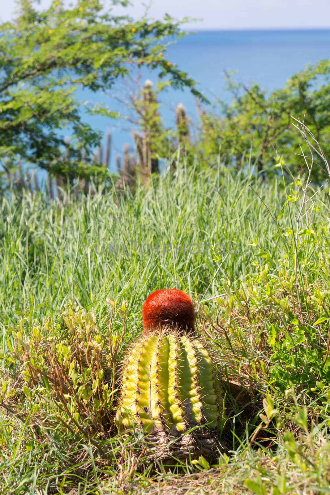 Turk's Cap Cactus on the island of Sint Maarten St Martin in Caribbean