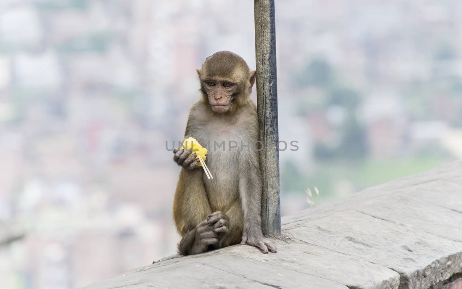 single monkey in nepal sitting on wall. vertical image.