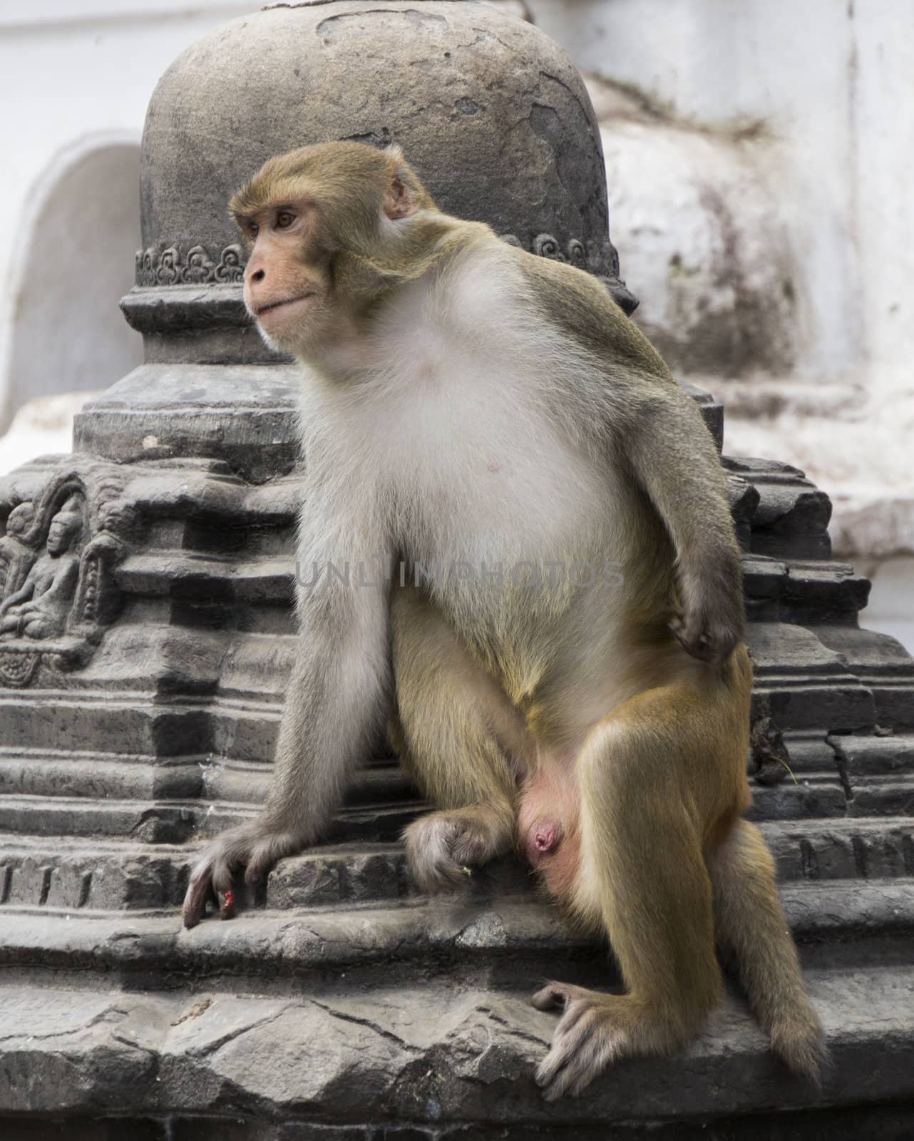 single monkey in nepal sitting on stone. vertical image.